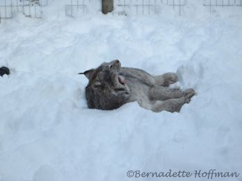 2-13-17 Max sleeps in the snow