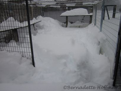 Max's side enclosure. His doghouse under snow.