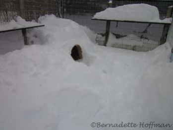 Shoveled out his doghouse