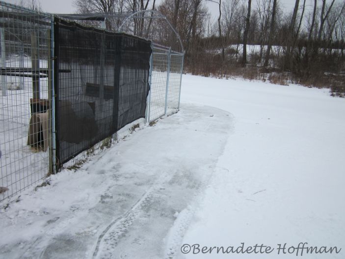 Snowblow clearing around the outside of his enclosure
