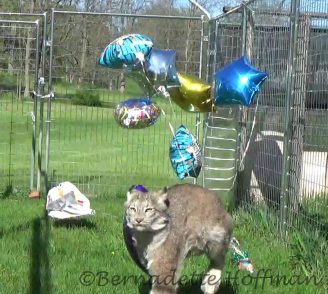 Balloons chasing Max!